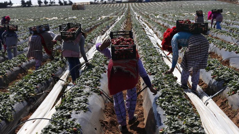 Cautela entre los pescadores y entusiasmo de los agricultores por la nulidad del acuerdo con Marruecos
