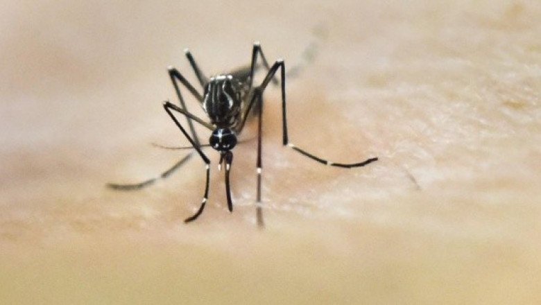Estiman 18 mil casos de dengue para este año en el peor escenario