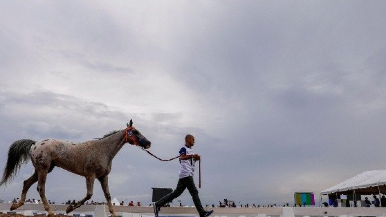 Fotógrafo demuestra que un caballo es más rápido que el Internet en Alemania