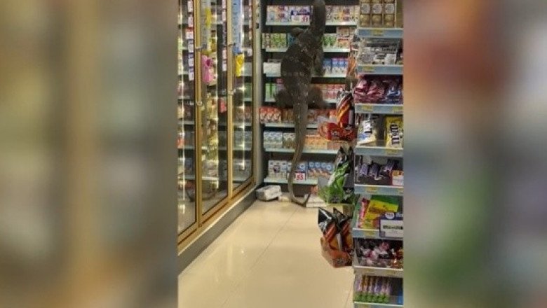 "Godzilla es real": gigantesco lagarto desata el pánico en Tailandia