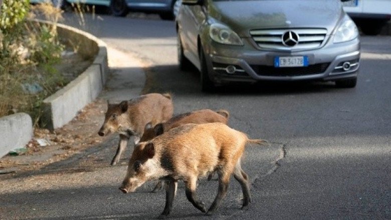 Invasión de jabalíes pone en aprietos a habitantes de Roma