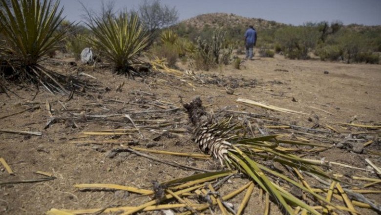 La yucca de Baja California : el nuevo objetivo de los traficantes para ganar millones
