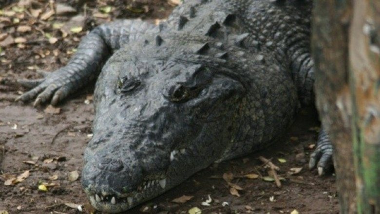 Mujer de 74 años salva a su perro arrojándose sobre un caimán de 1.80 metros