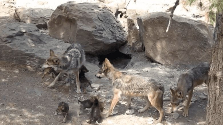 Nacen ocho cachorros de lobo gris mexicano en Coahuila
