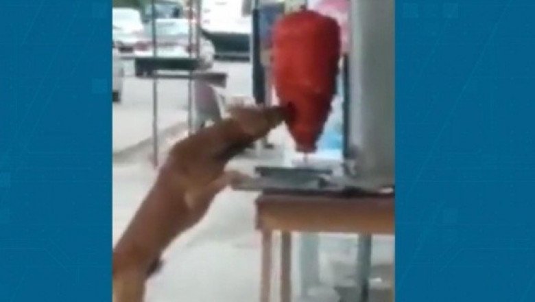 Perro muerde trompo de pastor y conmueve a la red