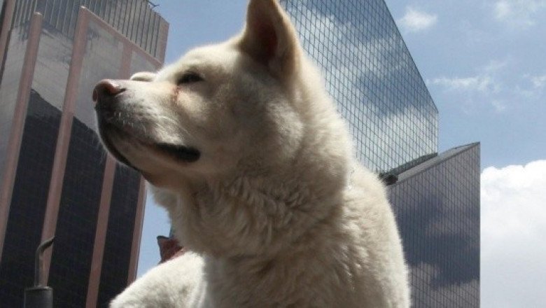 ¡Quería ayudarla! Perro detiene el tráfico por desmayo de su dueña