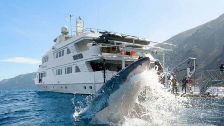 Tiburón blanco de BC en grave peligro por piratas chinos