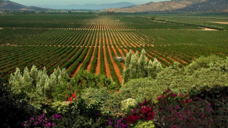 Valle de Guadalupe entre las 10 mejores regiones vitivinícolas del 2021