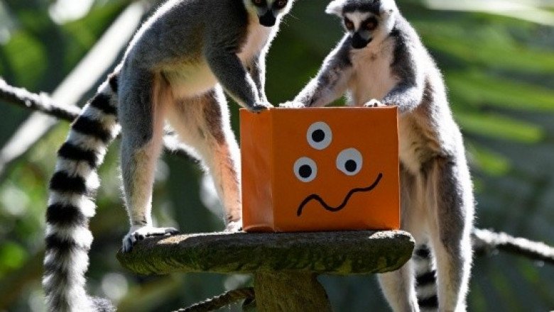 Fotogalería: Animales rompen la rutina con regalos de Halloween