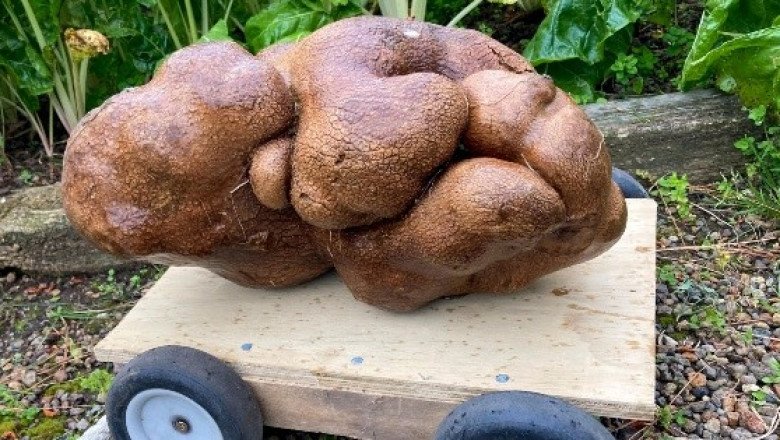 Hallan una enorme papa en Nueva Zelanda de casi ocho kilos