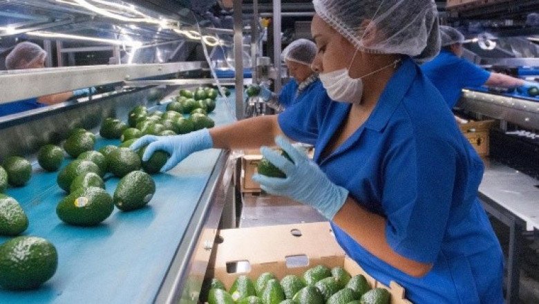 Implementan producción sustentable de alimentos en Jalisco