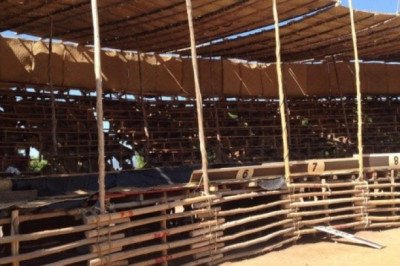 Muere jinete de 15 años aplastado por un toro