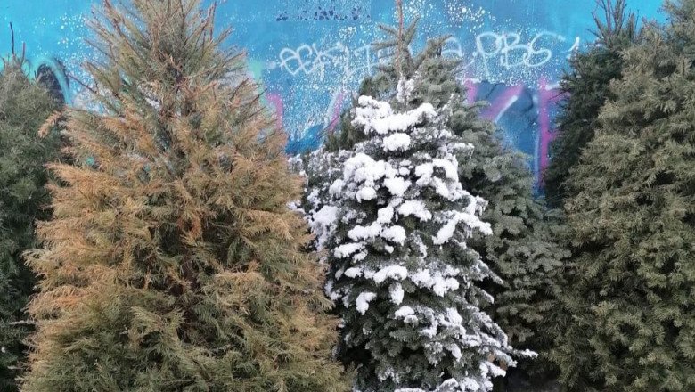 Los puntos de acopio de pinos navideños estarán abiertos hasta el próximo viernes 21 de enero