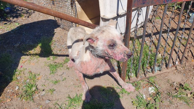Perrito en estado de abandono es rescatado por la FGE