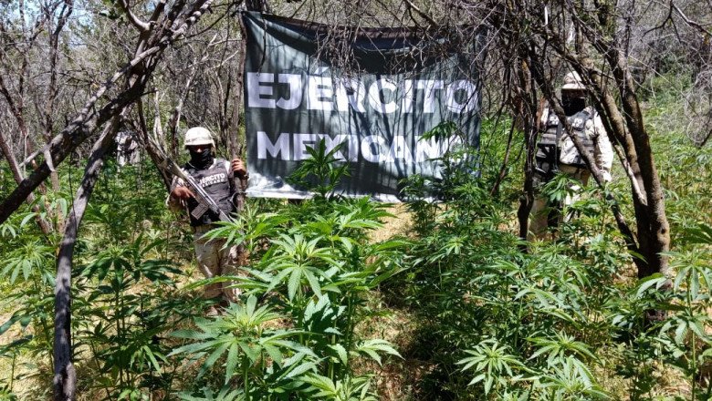 Ejército Mexicano destruye 2 plantíos de marihuana