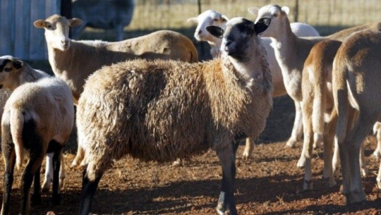 ¡Absurdo! Por comer "pasto ajeno", mandan a la cárcel a 2 borregos en Oaxaca