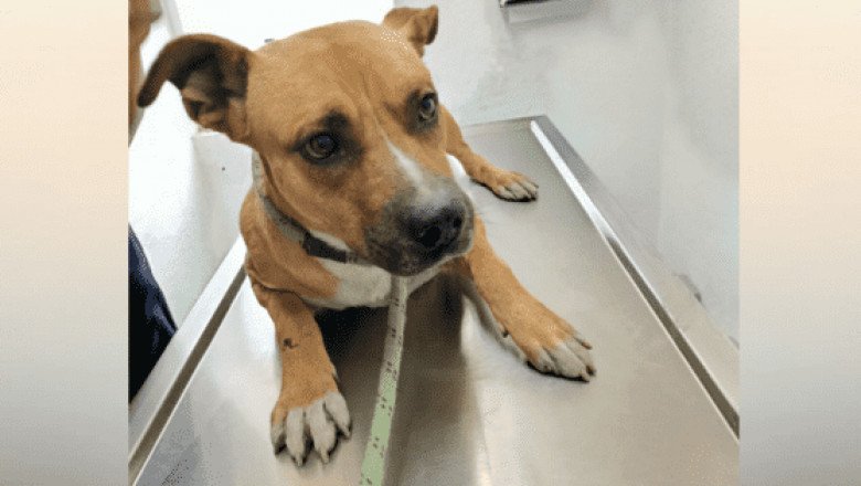 ¡Amigo fiel! Rescatan a perrito que cuidó el cadáver de su dueño
