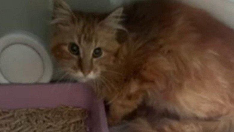 "Comieron lo que había": Mujer muere sola y sus 20 gatos devoran el cadáver