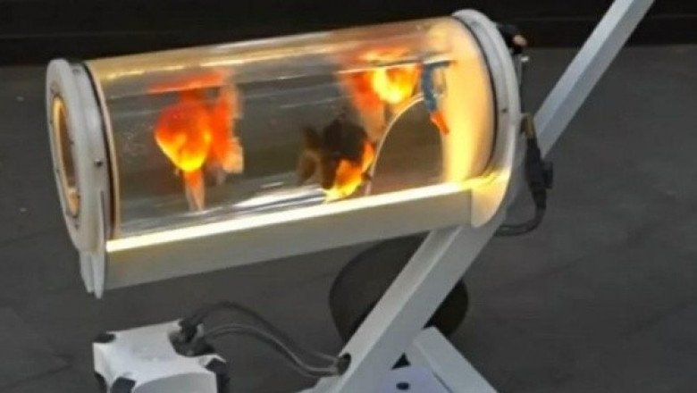 ¡En carriola! Youtuber crea curioso invento para pasear a sus peces