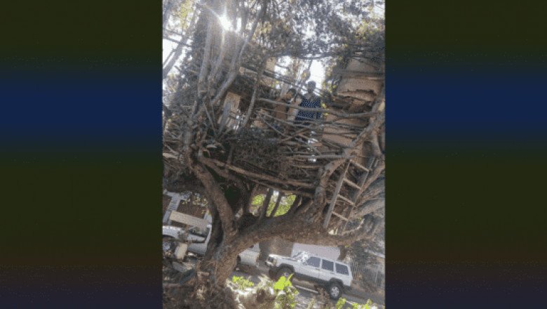 Jorge, el jardinero de Zapopan que construye casas en árboles y bajo tierra (VIDEO)