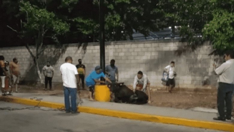 ¡Lo agarraron por los cuernos! Toro se escapa en Yucatán y vaqueros van por él