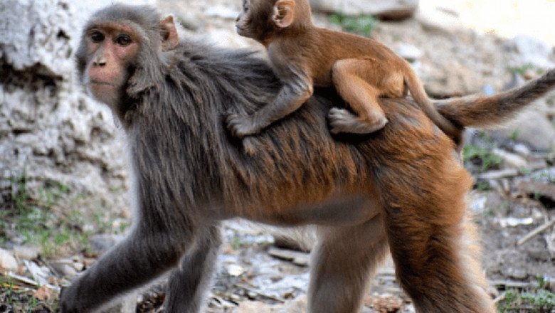 Mono llega al hospital a pedir ayuda para su bebé en India (VIDEO)