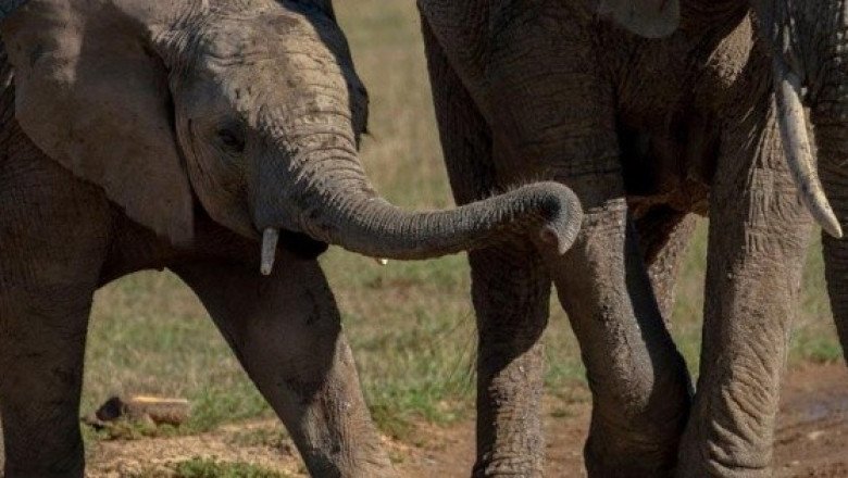Por qué los científicos también ven videos de animales en YouTube