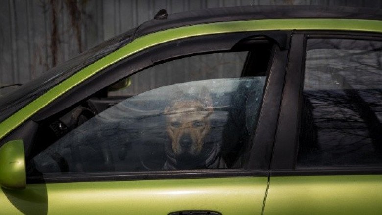 ¡Qué buen corazón! Viaja 5 mil kilómetros para salvar a perros ucranianos