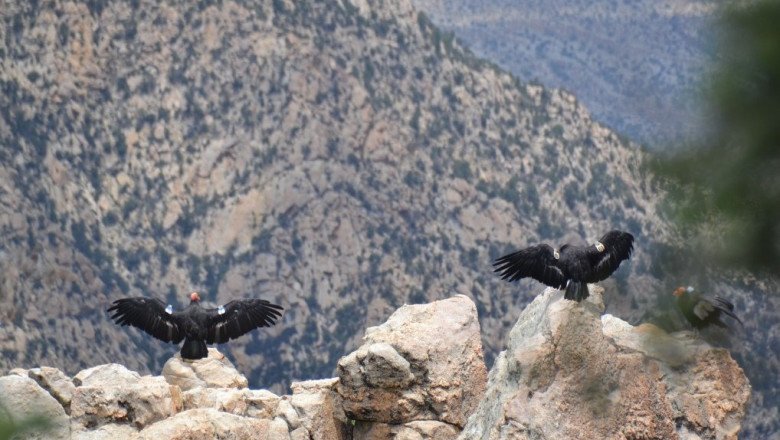 El cóndor tiene alimento seguro en el Golfo de California