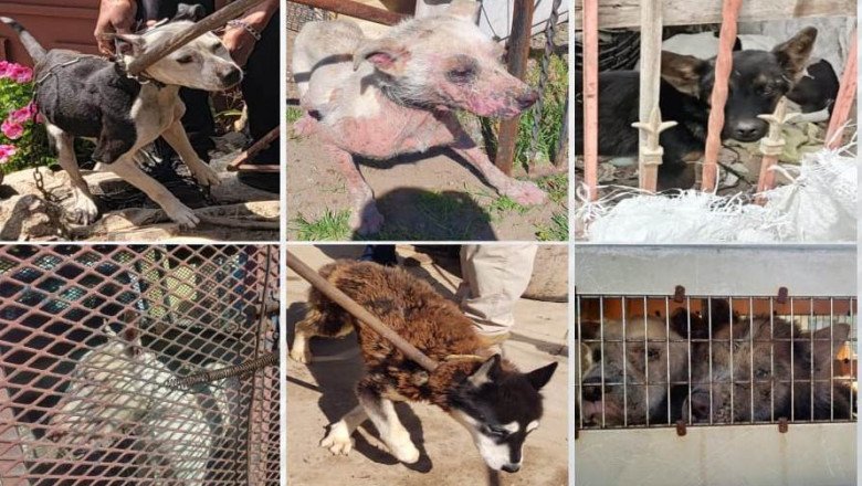 Exhorta FGE a denunciar maltrato animal