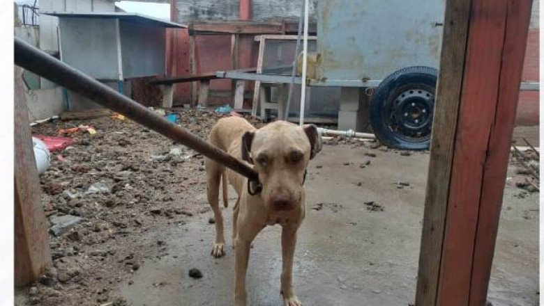 FGE rescata a una mascota de total abandono