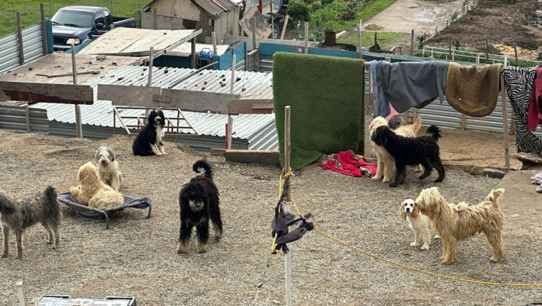 Rescatan a 116 perros de criadero ilegal en La Misión