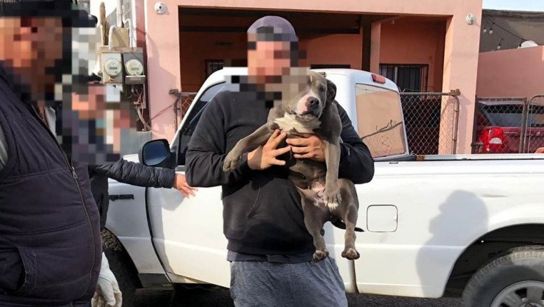 Recata FGE a 3 pitbulls en abandono