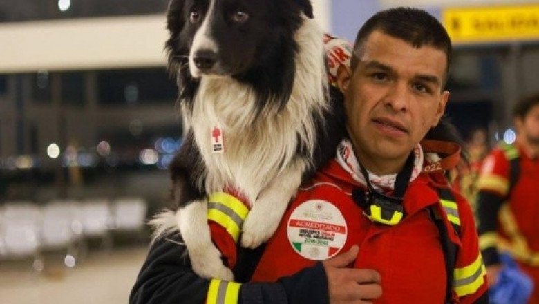 Conoce a los perritos rescatistas que viajan a Turquía para salvar vidas