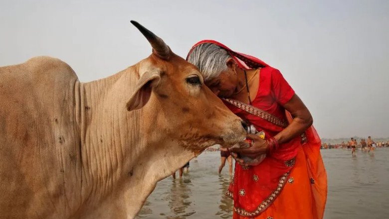 ¡Se cancela! No habrá abrazos en San Valentín para las vacas en India