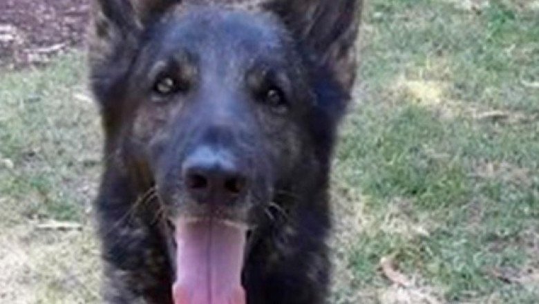 Perritos rescatistas despiden a "Proteo" en Turquía
