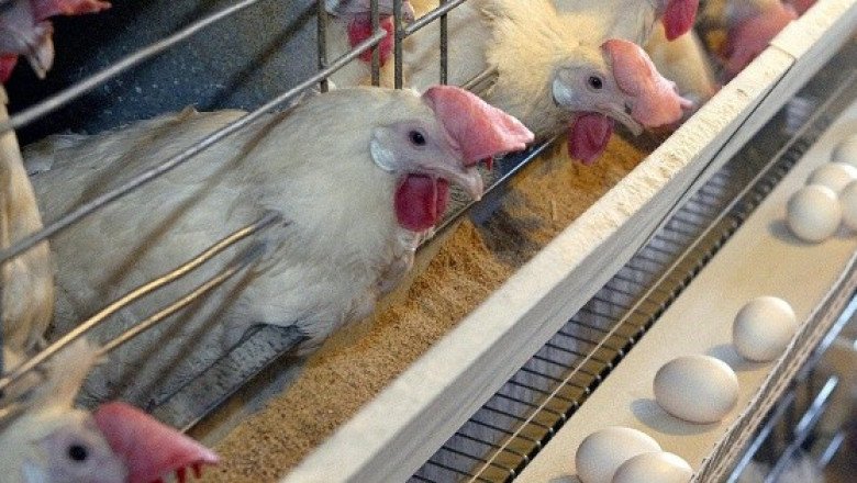 "Todas las variantes" de gripe aviar tienen riesgo pandémico, advierte la OMS