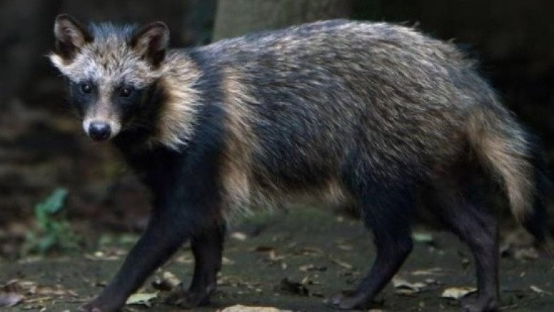 Perro mapache, el posible origen del COVID-19 en el mercado de Wuhan