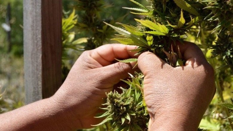 López Obrador critica a Fox por negocio de venta de productos de marihuana