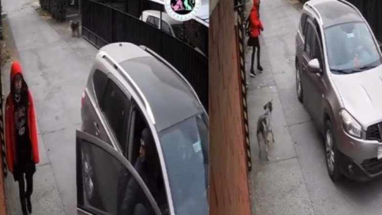 ¡Ángel de 4 patas! Perro callejero salva a niña de ser secuestrada (VIDEO)