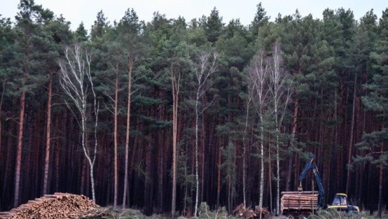 ¡Toda una aventura! Sobrevive cinco días en el bosque con sólo dulces y vino
