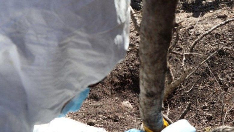 Localizan 55 fosas con restos humanos en Colima