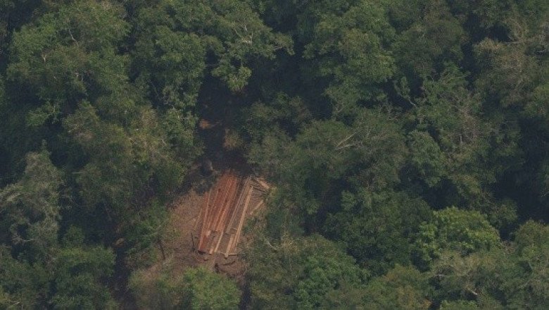 Cómo es la selva colombiana donde tres niños estuvieron perdidos 40 días