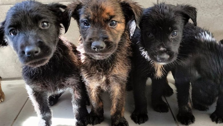 Regresa este sábado el Módulo de Adopción del CACYFE al Parque Revolución