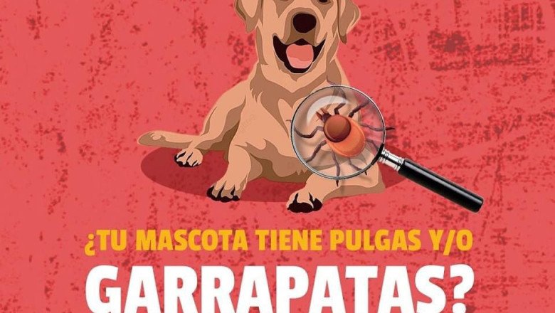 Reitera Gobierno de Ensenada medidas preventivas contra la rickettsiosis