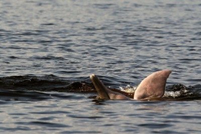 Científicos logran escuchar a delfines de río en peligro de extinción en el Amazonas