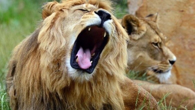 Los leones africanos, a un paso de la extinción