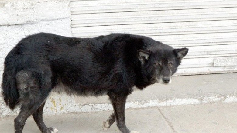 Detectan caso de rabia humana en una mujer de 54 años en Perú