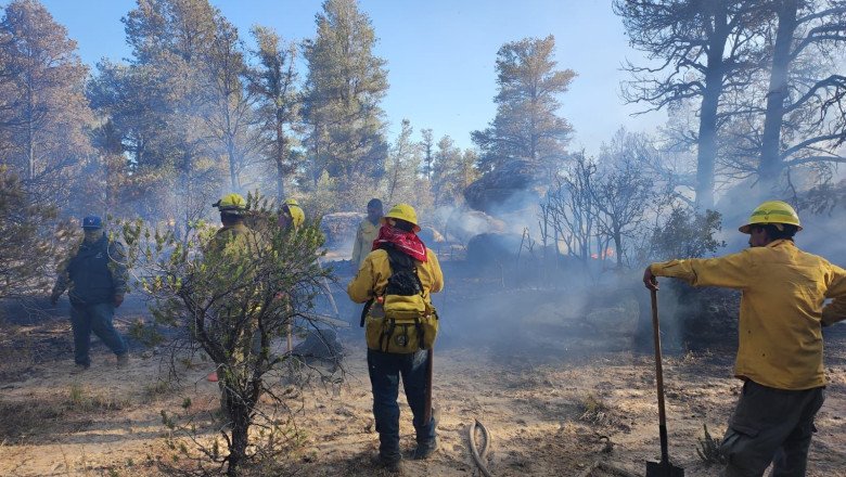 Controlan incendio forestal en el Pípila