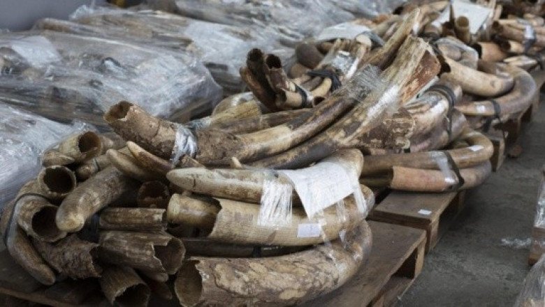 Interpol incauta más de 2 mil animales en peligro de extinción